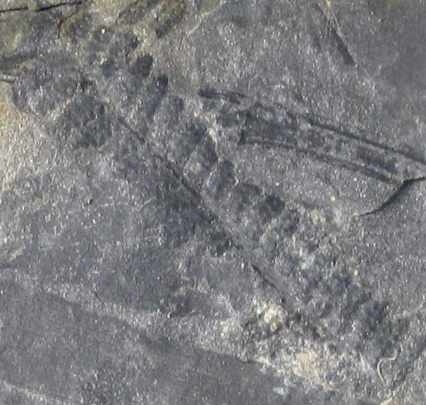 Pecopteris